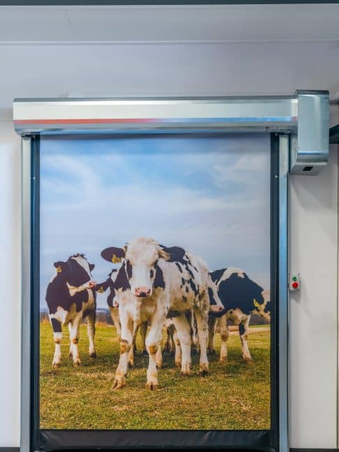 Foto van snelloper met foto van koeien